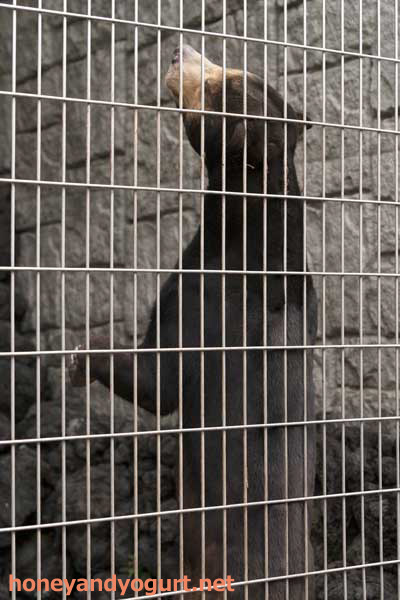 遊亀公園附属動物園 マレーグマ サンディ