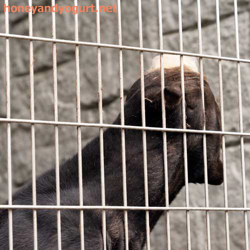 遊亀公園附属動物園 マレーグマ サンディ