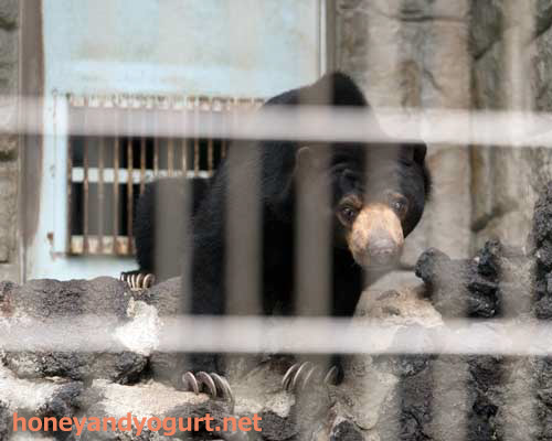 遊亀公園附属動物園 マレーグマ サクラ