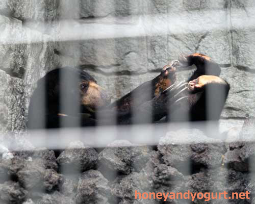 遊亀公園附属動物園 マレーグマ サクラ