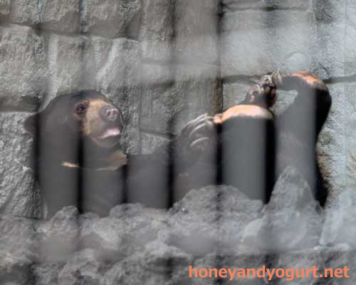 遊亀公園附属動物園 マレーグマ サクラ