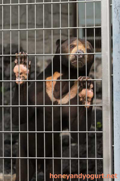 遊亀公園附属動物園 マレーグマ サンディ