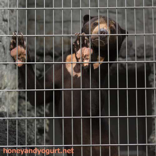 遊亀公園附属動物園 マレーグマ サンディ