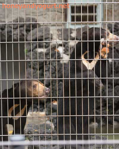 遊亀公園附属動物園 マレーグマ サンディ サクラ