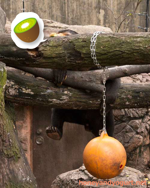 上野動物園　マレーグマ　アズマ