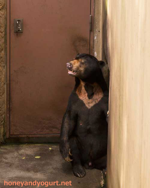 上野動物園　マレーグマ　アズマ