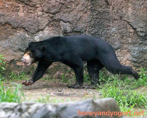 平川動物公園 マレーグマ ハニイ