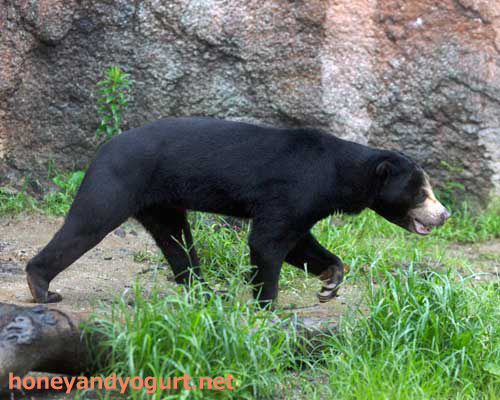 平川動物公園 マレーグマ ハニイ