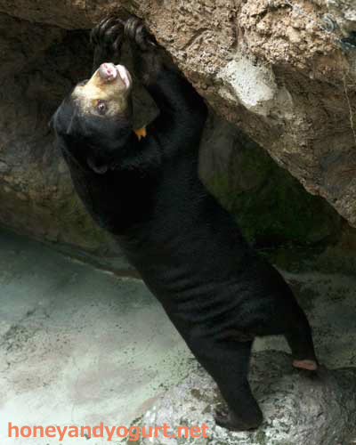平川動物公園 マレーグマ ハニイ