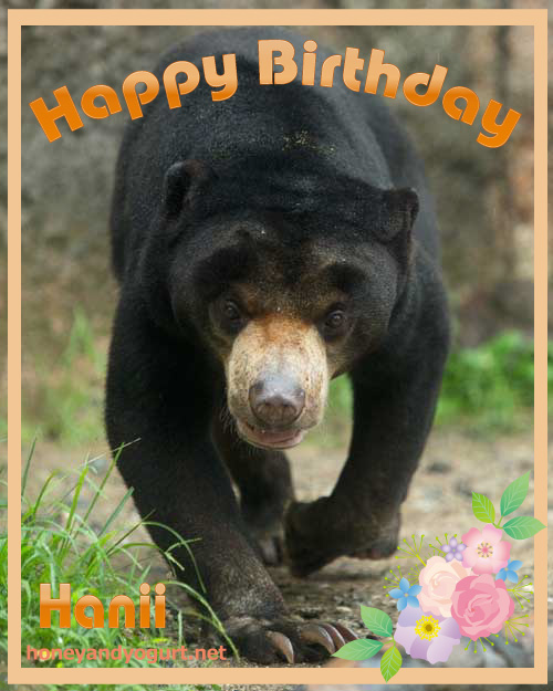 平川動物公園 マレーグマ ハニイ