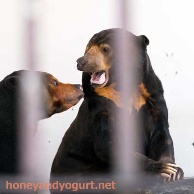 徳山動物園 マレーグマ ツヨシ マーヤ