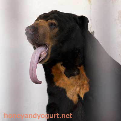 徳山動物園 マレーグマ ツヨシ