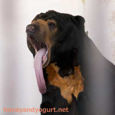 徳山動物園 マレーグマ ツヨシ