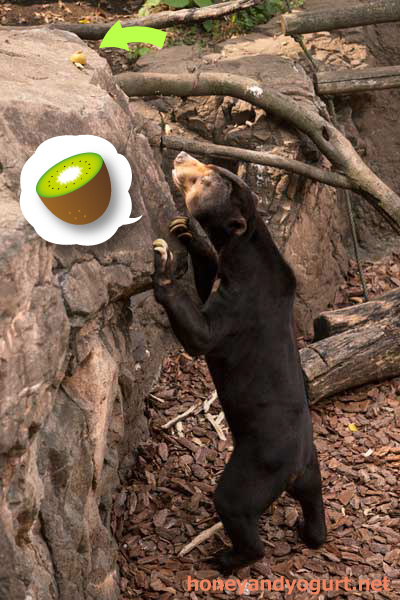 上野動物園 マレーグマ アズマ