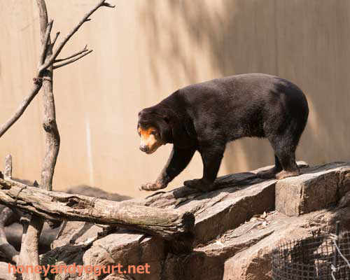 上野動物園 マレーグマ キョウコ