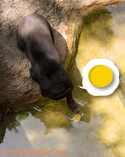 上野動物園 マレーグマ キョウコ