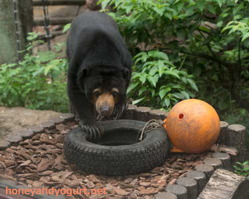 上野動物園 マレーグマ モモコ