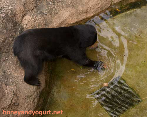 上野動物園 マレーグマ モモコ