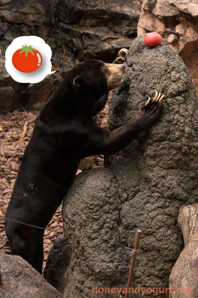 上野動物園 マレーグマ アズマ