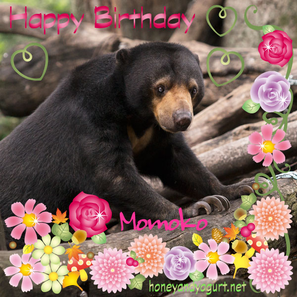 上野動物園　マレーグマ　モモコ