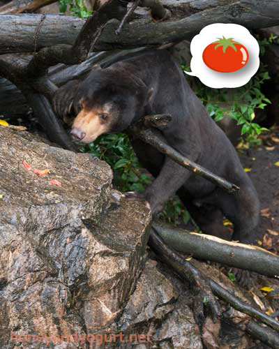 上野動物園 マレーグマ アズマ