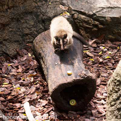 上野動物園 マレーグマ舎