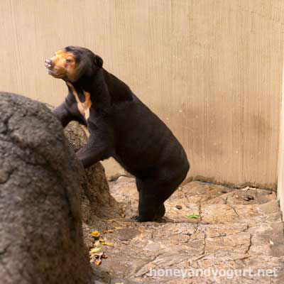 上野動物園 マレーグマ キョウコ