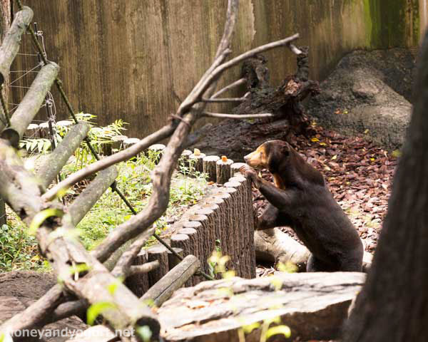 上野動物園 マレーグマ キョウコ