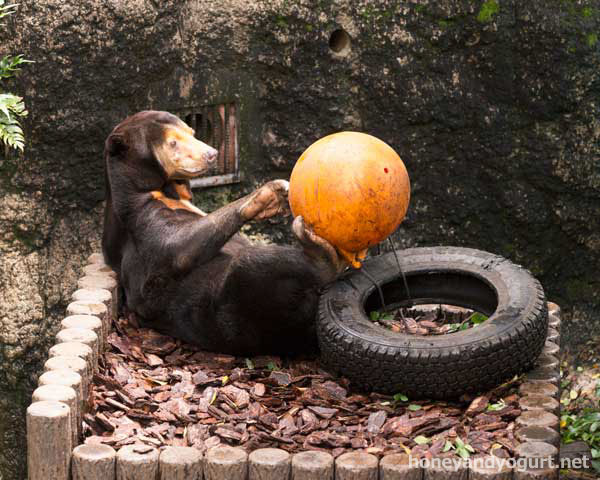 上野動物園 マレーグマ キョウコ