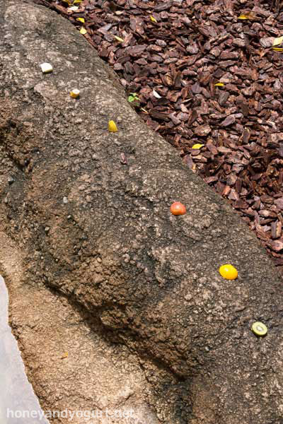 上野動物園 マレーグマ舎