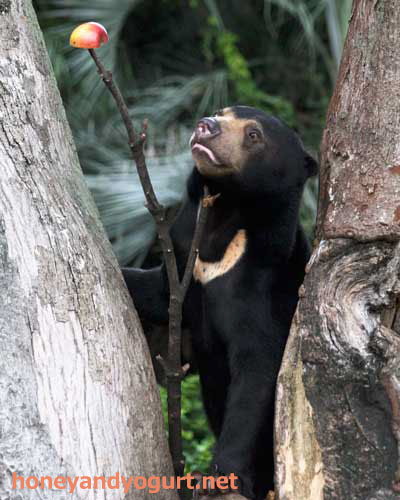 上野動物園 マレーグマ フジ