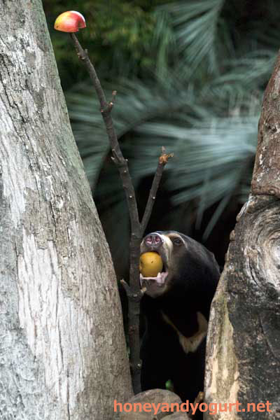 上野動物園 マレーグマ フジ