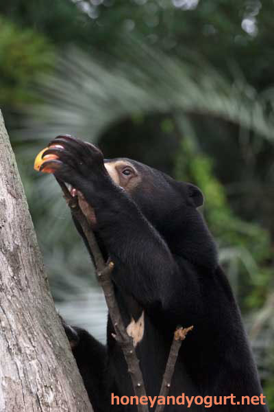 上野動物園 マレーグマ フジ