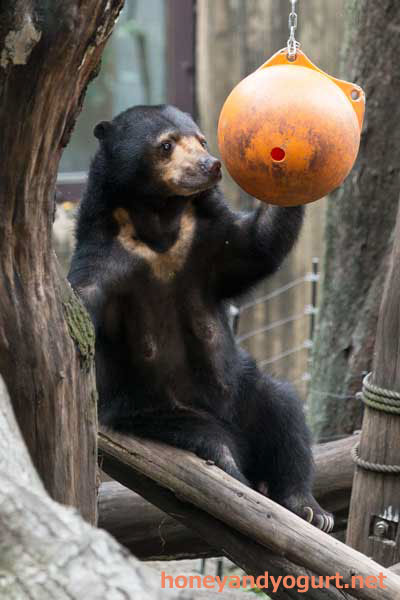 上野動物園 マレーグマ モモコ