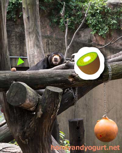 上野動物園 マレーグマ アズマ