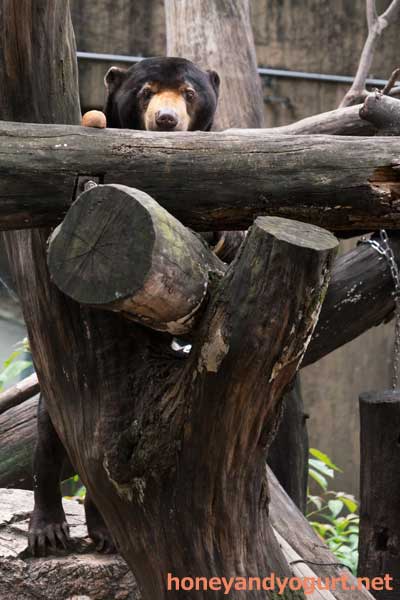 上野動物園 マレーグマ アズマ