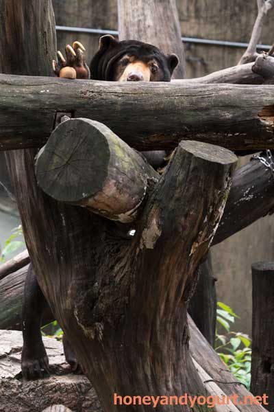 上野動物園 マレーグマ アズマ