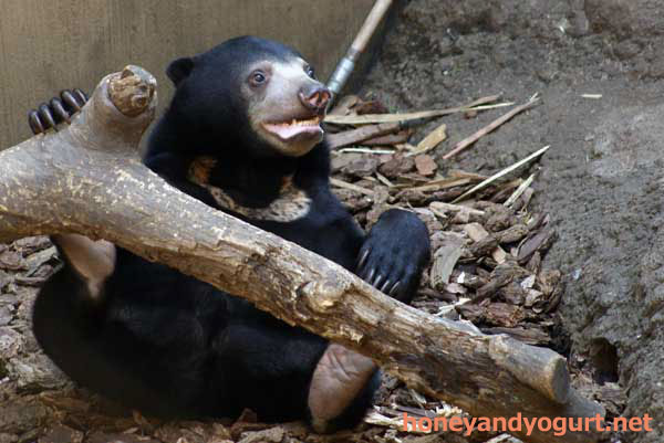 上野動物園 マレーグマ ウメキチ