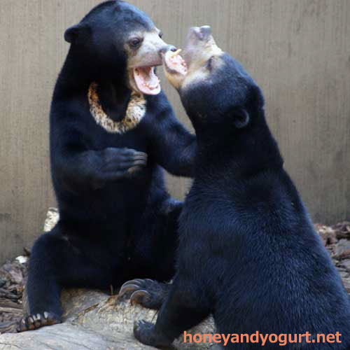 上野動物園 マレーグマ ウメキチ モモコ