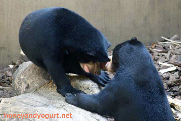 上野動物園 マレーグマ ウメキチ モモコ