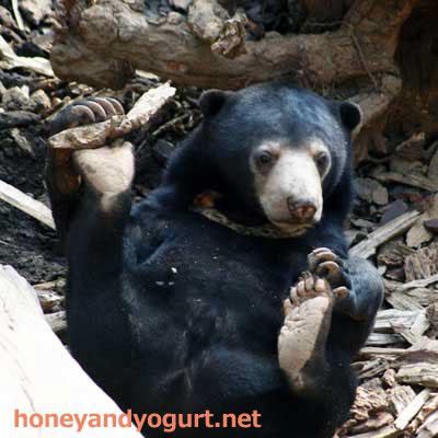 上野動物園 マレーグマ ウメキチ