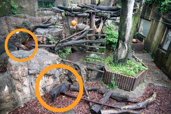 上野動物園 マレーグマ舎
