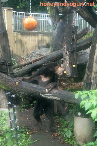 上野動物園 マレーグマ アズマ