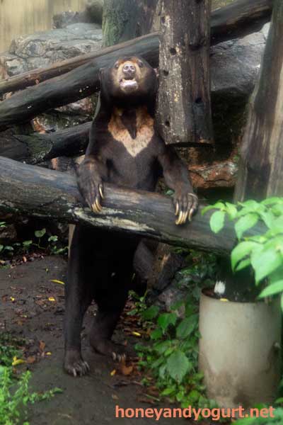 上野動物園 マレーグマ アズマ