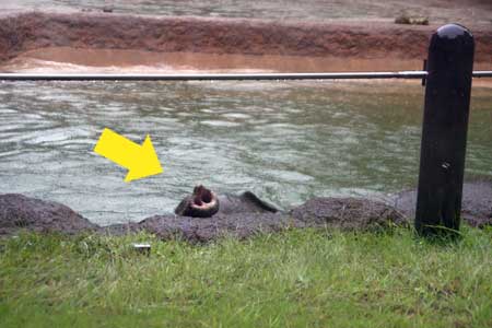 上野動物園 園内