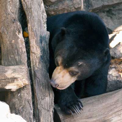 上野動物園 マレーグマ フジ