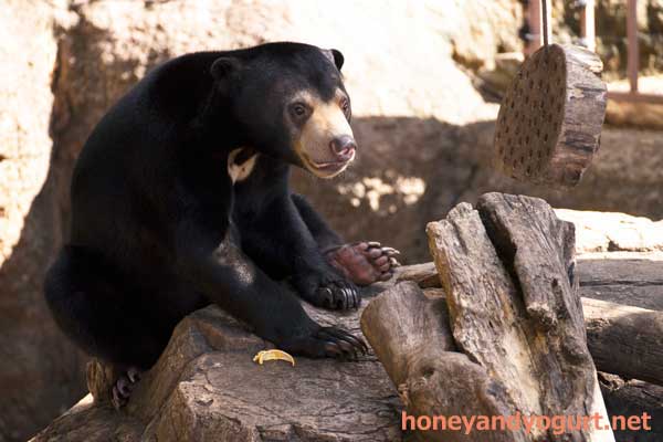 上野動物園 マレーグマ フジ