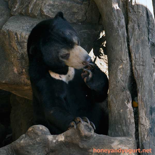 上野動物園 マレーグマ フジ