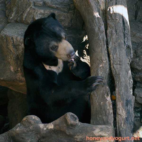 上野動物園 マレーグマ フジ
