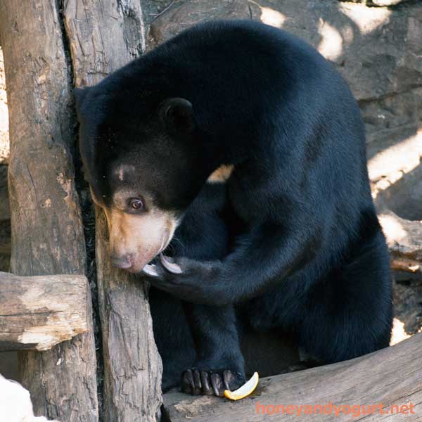 上野動物園 マレーグマ フジ